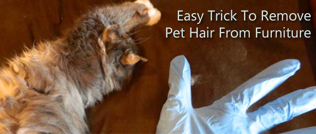 easy trick to remove pet hair from furniture | carter's carpet