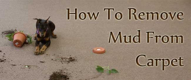 remove mud from carpet, carpet cleaning, mud removal