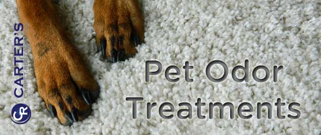 pet odor treatments for carpet