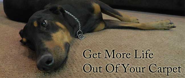 get more life out of your carpet