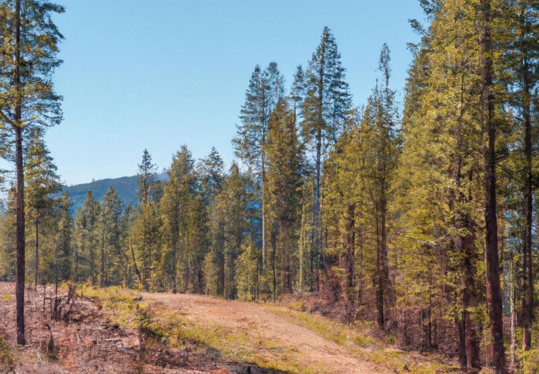 Pollock Pines
